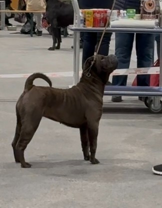 homologation titre de champion internationale de beauté